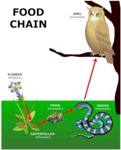 food-chain